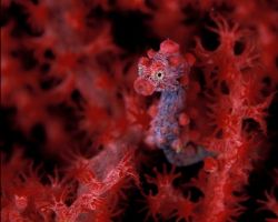 Tiny pygmy sea Horse in soft coral host taken with Nikon ... by Fiona Ayerst 